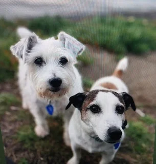 Photo Raumati Vet Centre