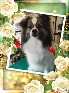 Photo Precious Pup Dog Grooming