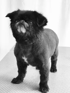 Photo Precious Pup Dog Grooming