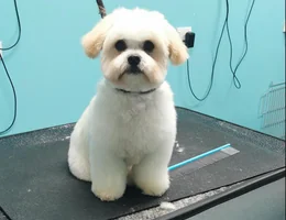 VIP PET SALON