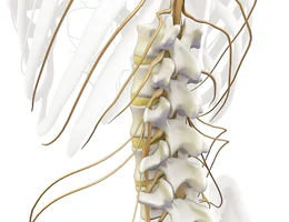 Packard Chiropractic - Tokoroa