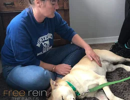 Free Rein Therapies by Amy