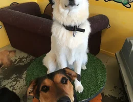 The Dog Spa & Wagging Tails Daycare