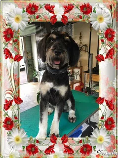 Photo Precious Pup Dog Grooming