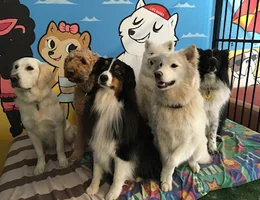 The Dog Spa & Wagging Tails Daycare